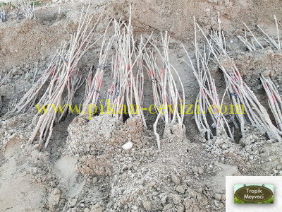 Sık sorulan yetiştiricilik soruları